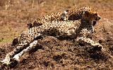 TANZANIA - Serengeti National Park - Ghepardi - 04